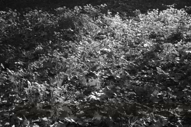 IMG_4330 ps net2