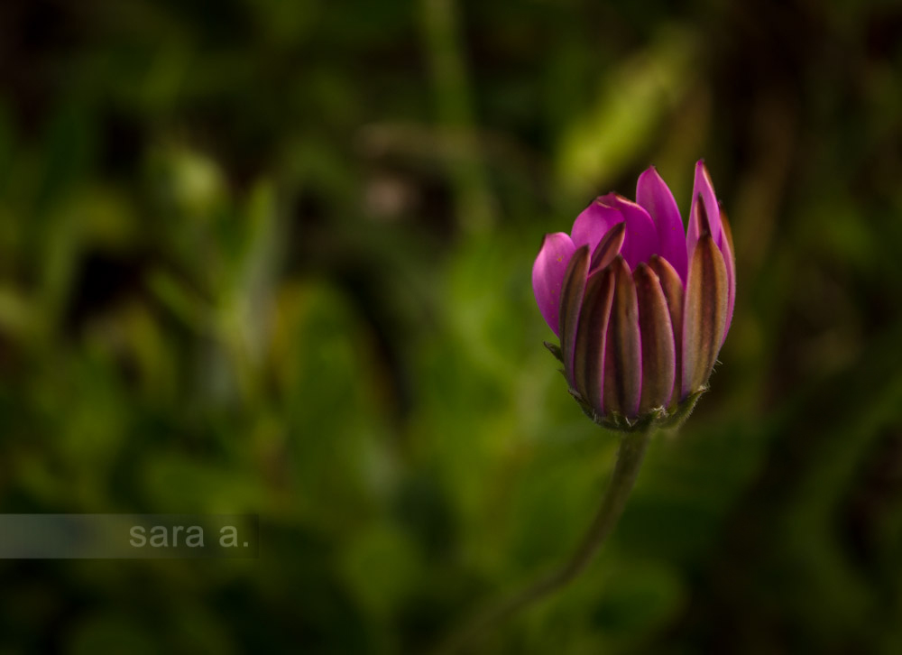 rosa 1