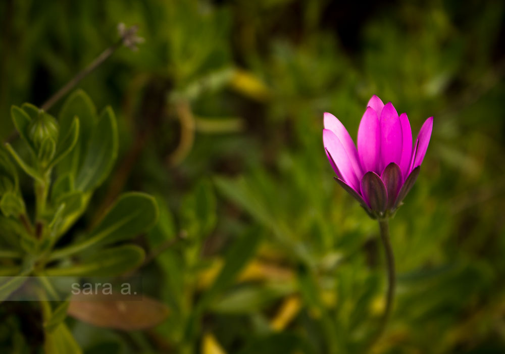 Eram lindas, as&nbsp;flores