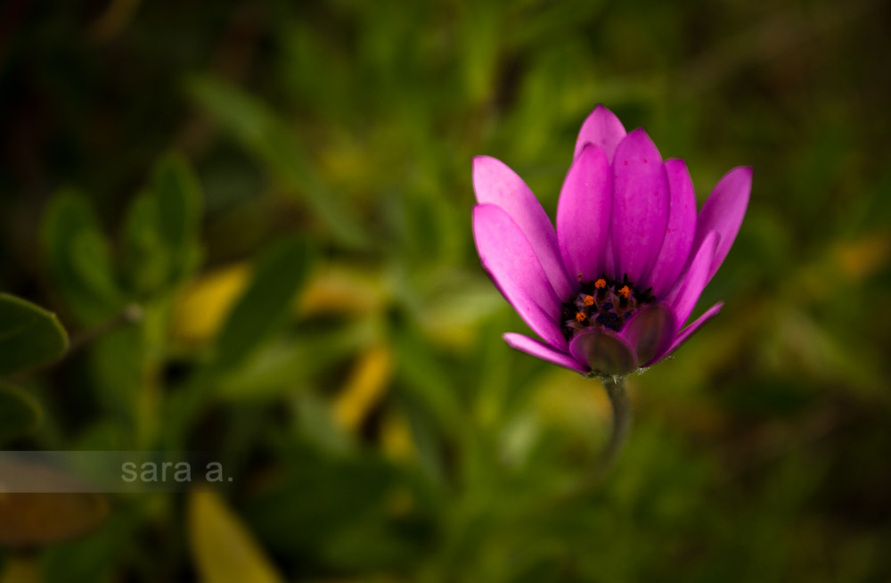 rosa 3