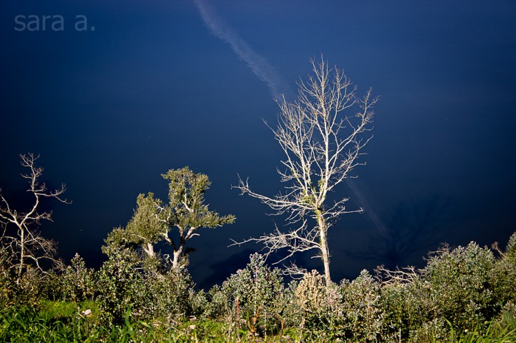 cenário 1 sara augusto