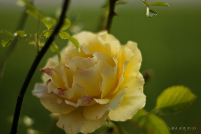 Rosa, rainha das&nbsp;flores