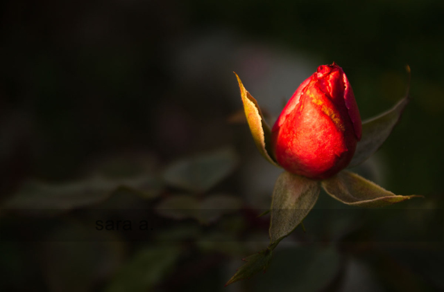 O passion, my&nbsp;passion