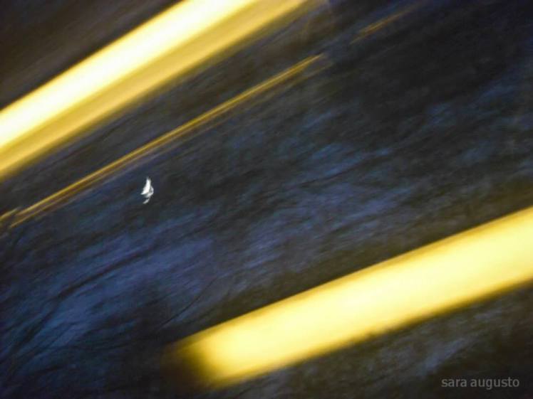 Bucareste sara augusto