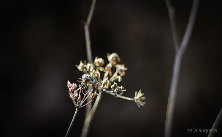chamam tristeza sara augusto 1