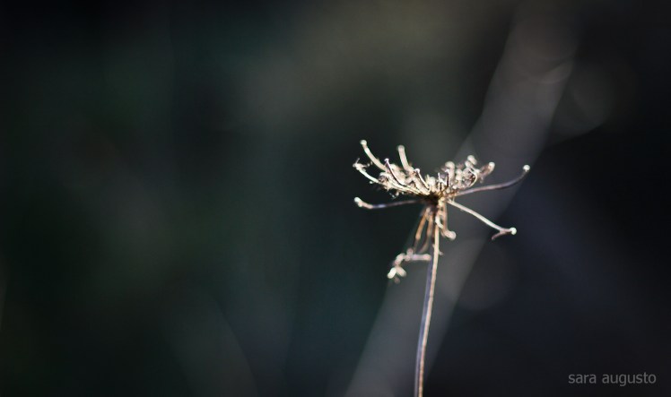 chamam tristeza sara augusto 4