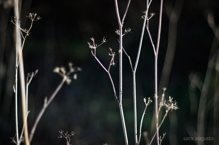 chamam tristeza sara augusto 5