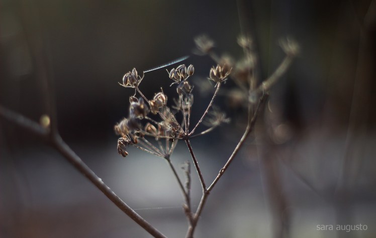 chamam tristeza sara augusto 6