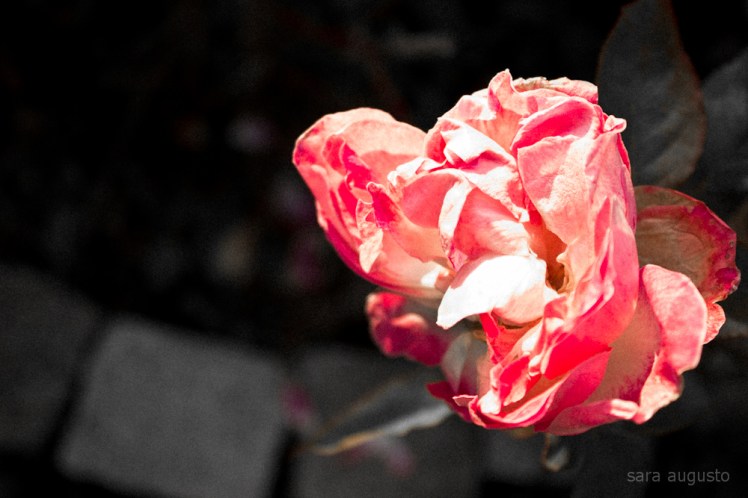 dead pink sara augusto