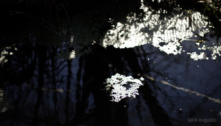 sombra das palavras sara augusto