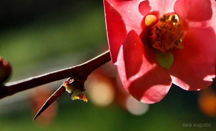 maneira de dizer sara augusto 2