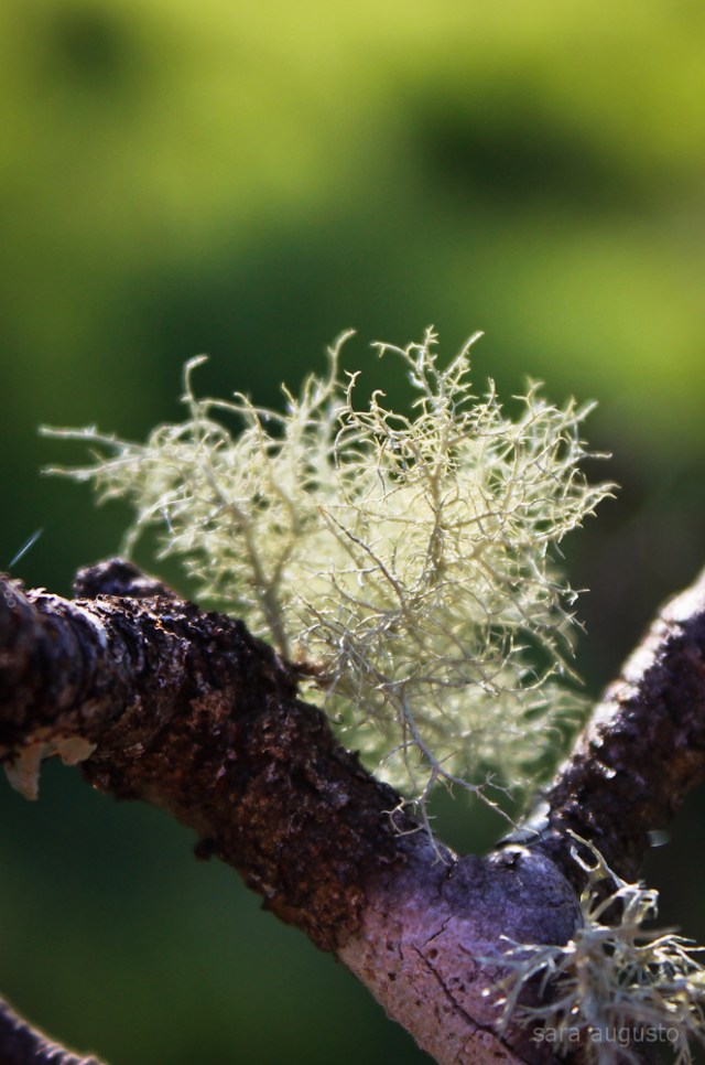 novelo sara augusto 1