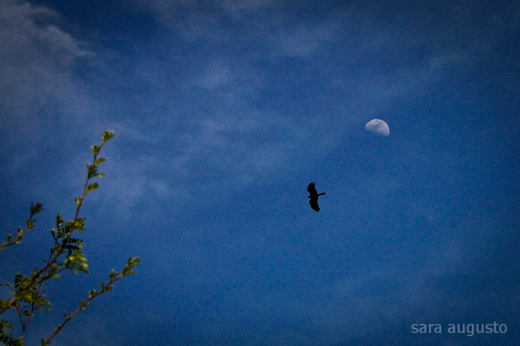 todo este ceu sara augusto