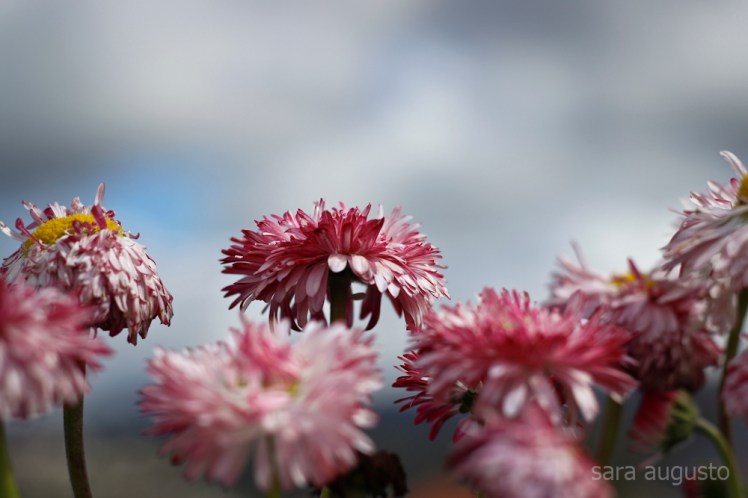 vento sara augusto 1