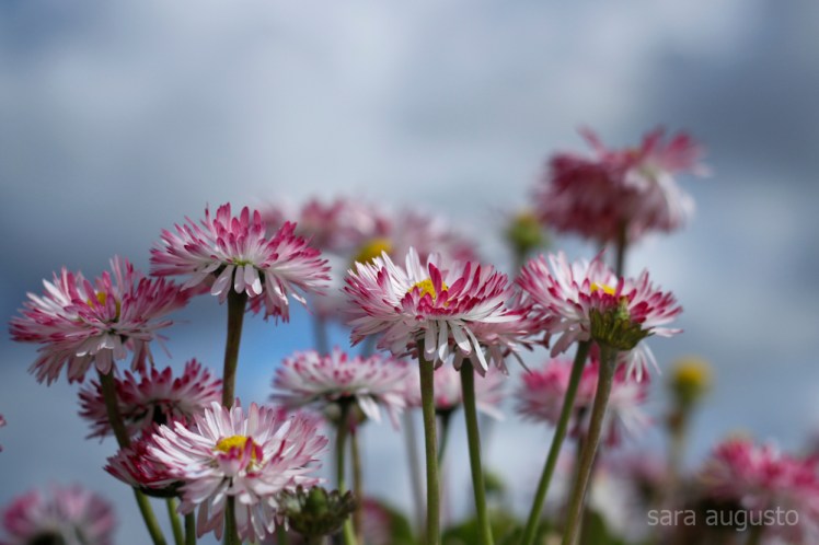 vento sara augusto 2