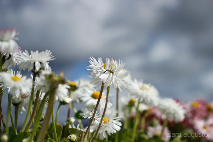 vento sara augusto 3