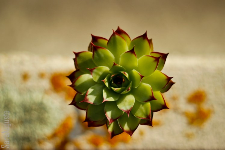 sunset sara augusto 1