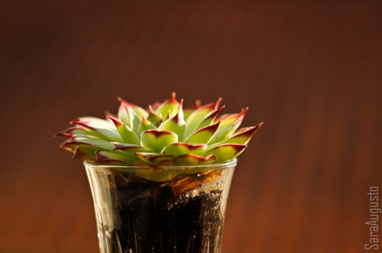 sunset sara augusto 2