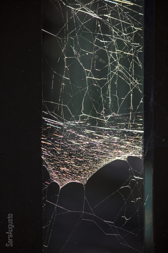 O conto da&nbsp;aranha