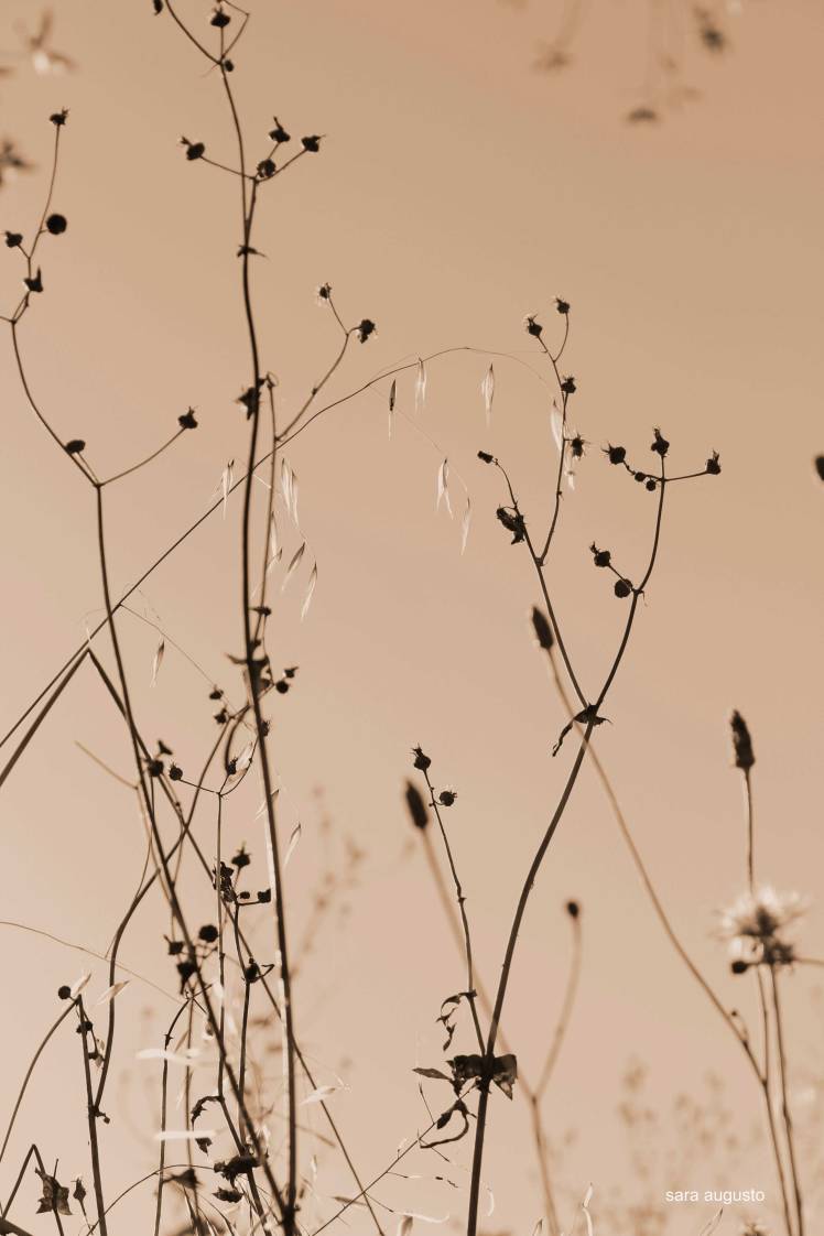 saraaugusto_MG_8238-jpeg