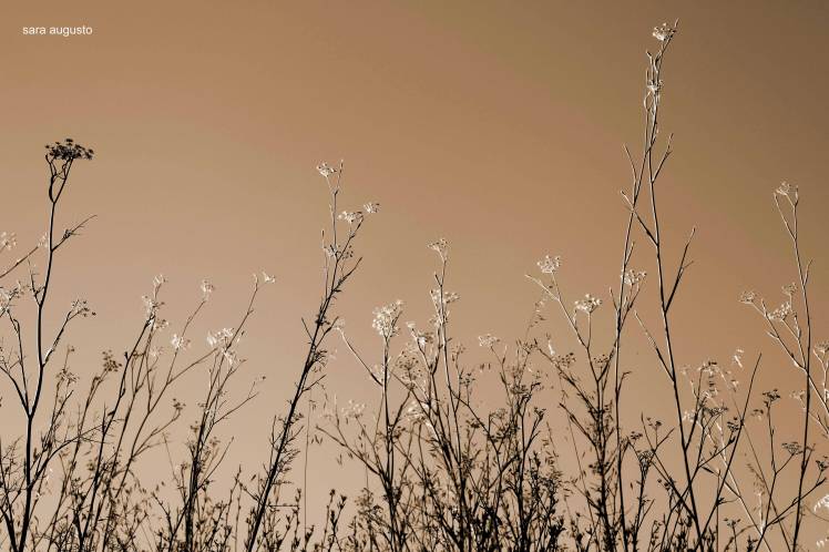 saraaugusto_MG_8248-jpeg