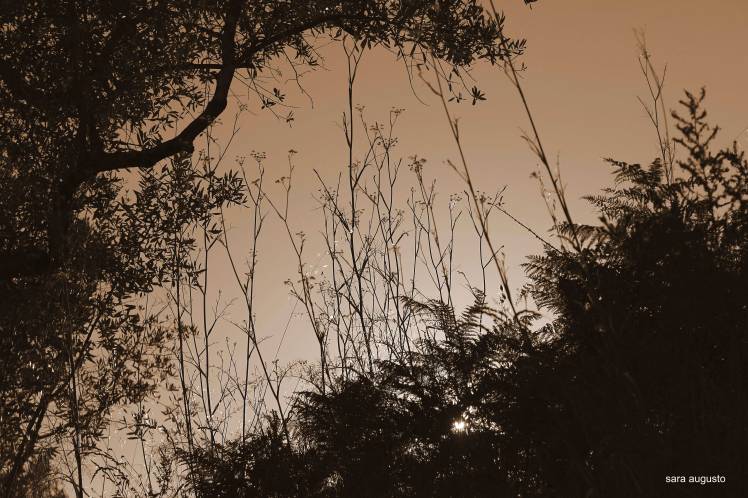 saraaugusto_MG_8251-jpeg