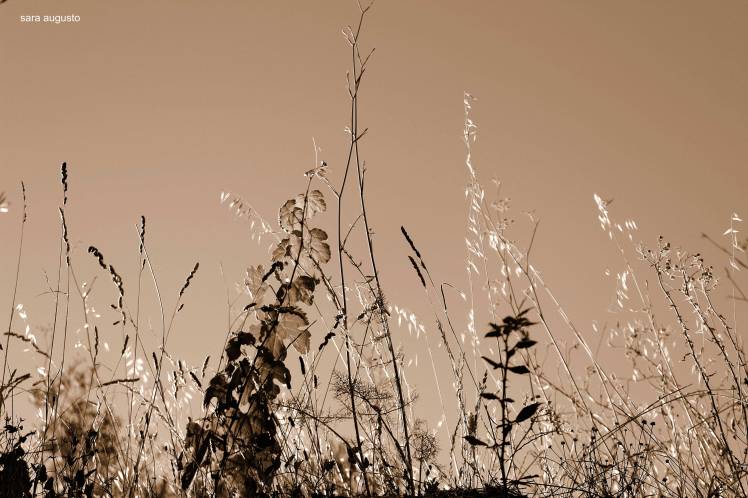 saraaugusto_MG_8254-jpeg