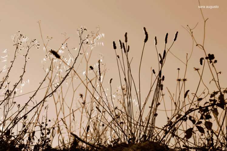 saraaugusto_MG_8256-jpeg