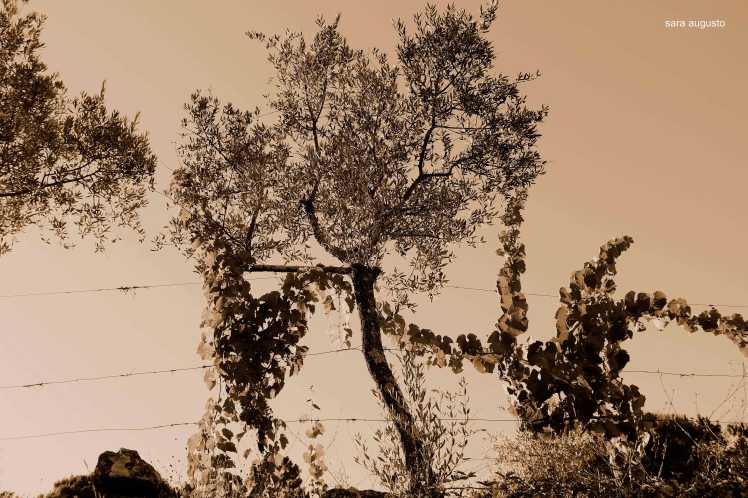 saraaugusto_MG_8260-jpeg