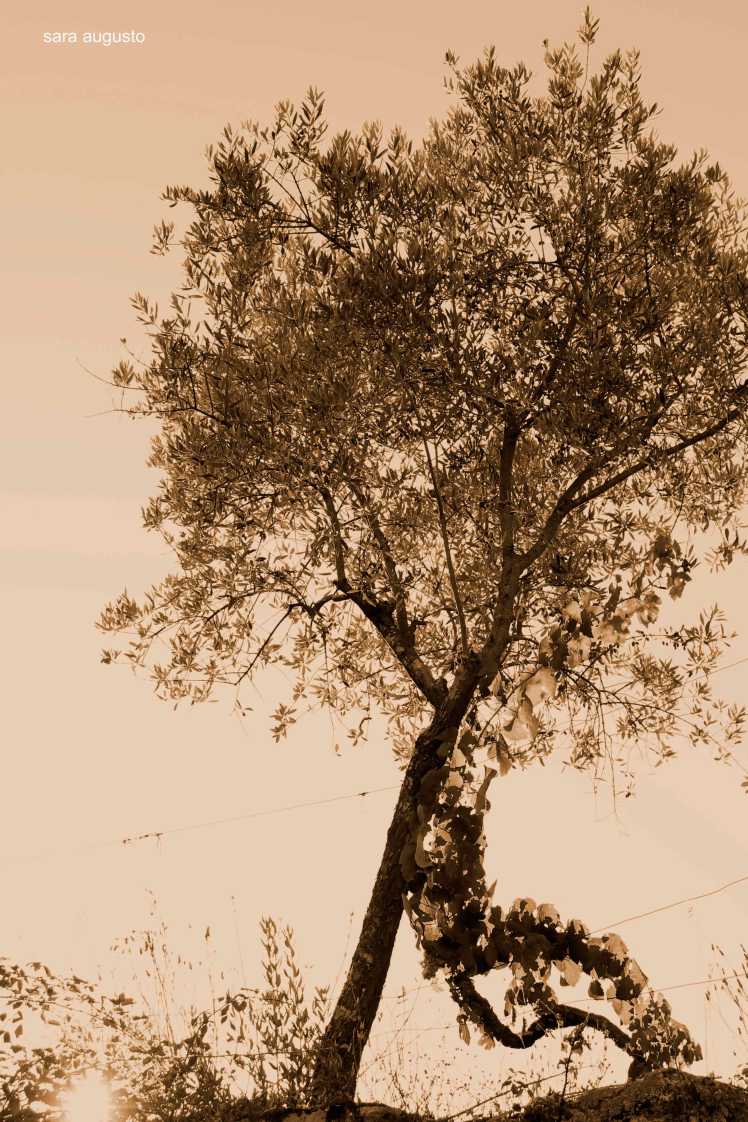 saraaugusto_MG_8261-jpeg