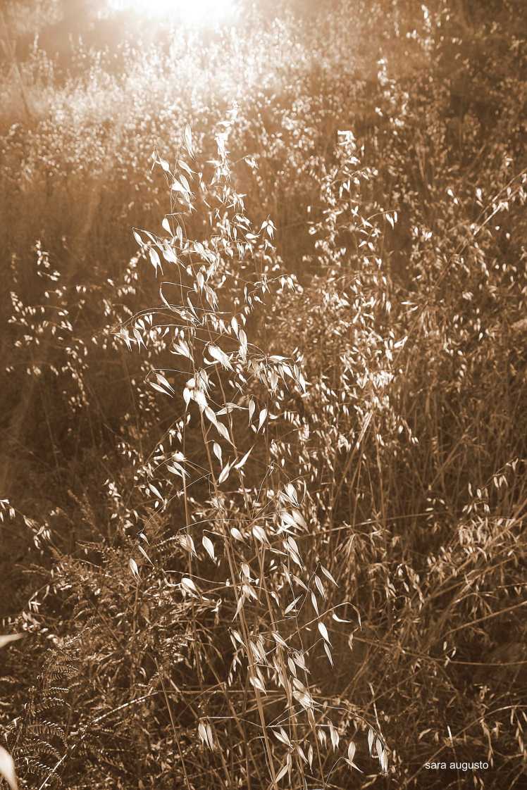 saraaugusto_MG_8341-jpeg