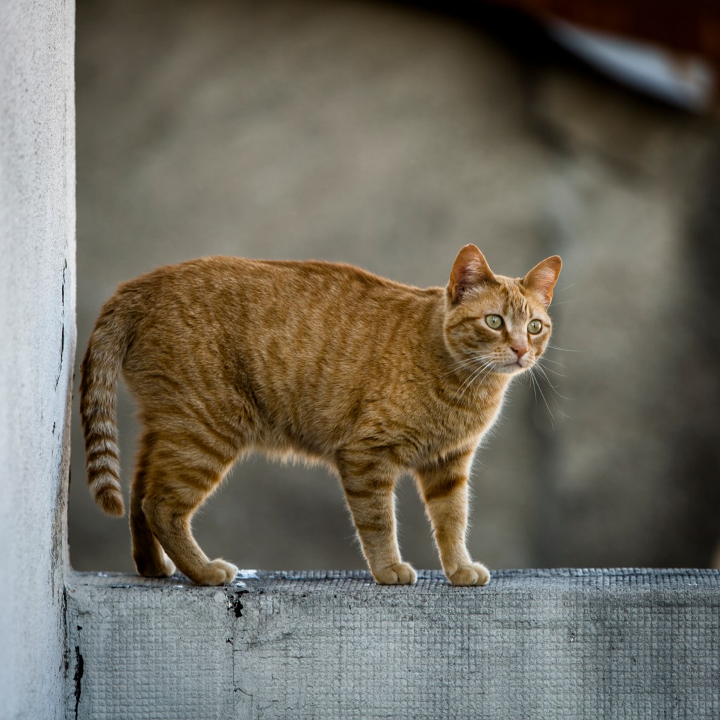 Ten seconds of Joana’s&nbsp;cat.